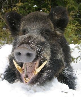 boar_zpseeb21d30.jpg