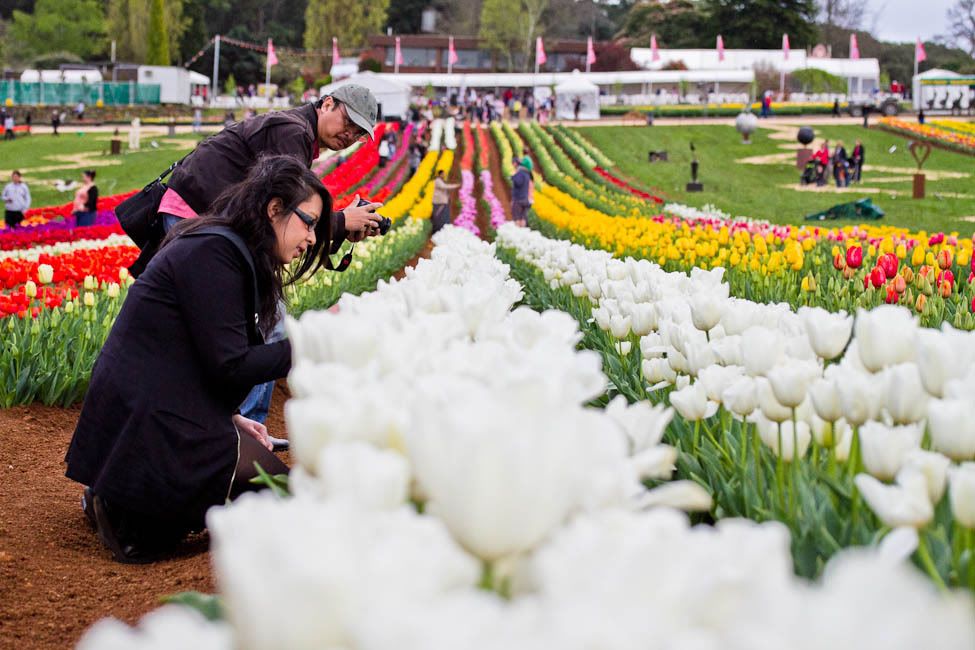 IMAGE: http://i174.photobucket.com/albums/w88/blacktopspirit/Flowers/GarvineaOringea-1.jpg