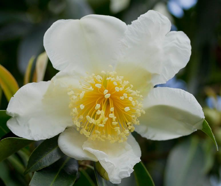 IMAGE: http://i174.photobucket.com/albums/w88/blacktopspirit/Flowers/GarvineaOringea-2-1.jpg