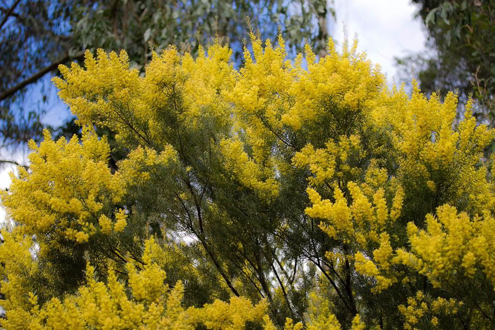 IMAGE: http://i174.photobucket.com/albums/w88/blacktopspirit/Flowers/GarvineaOringea-2.jpg