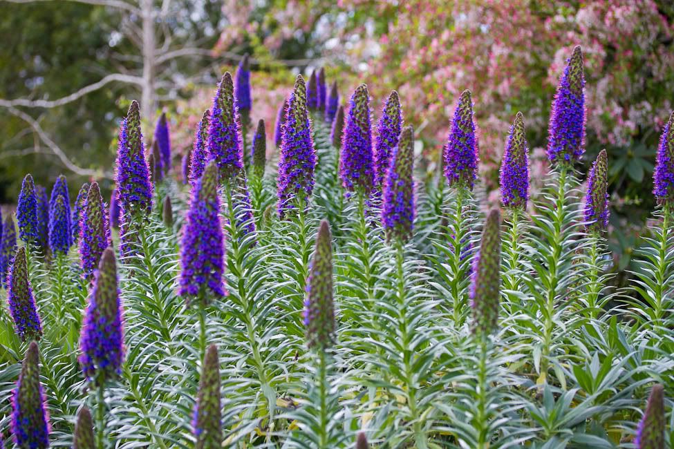 IMAGE: http://i174.photobucket.com/albums/w88/blacktopspirit/Flowers/GarvineaOringea-3.jpg