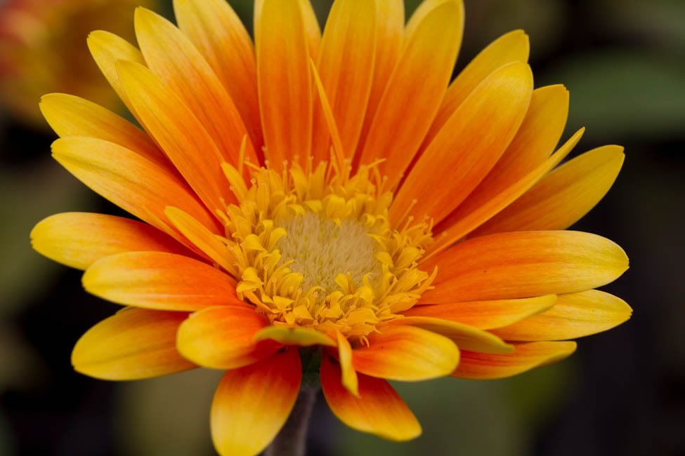 IMAGE: http://i174.photobucket.com/albums/w88/blacktopspirit/Flowers/GarvineaOringea.jpg