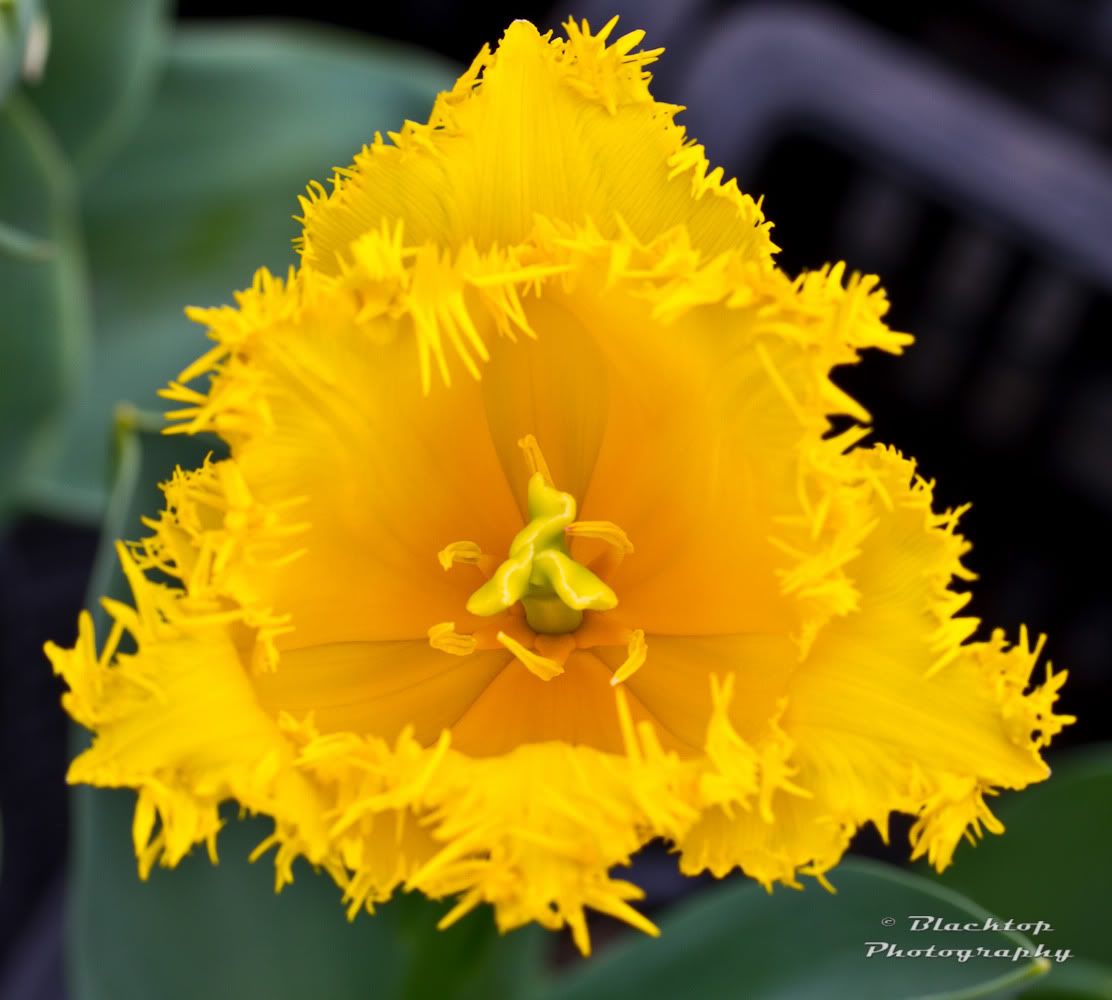 IMAGE: http://i174.photobucket.com/albums/w88/blacktopspirit/Flowers/_MG_1495-2.jpg