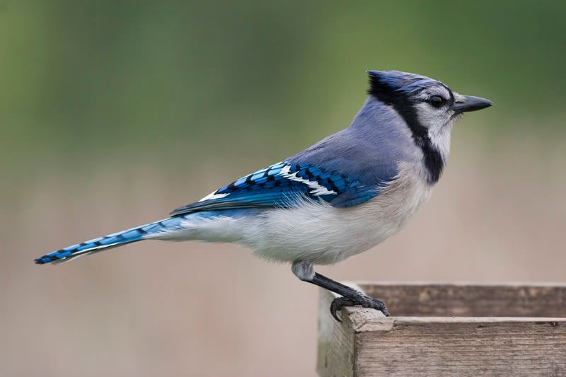 IMAGE: http://i174.photobucket.com/albums/w90/sugarzebra/BJPOTN.jpg