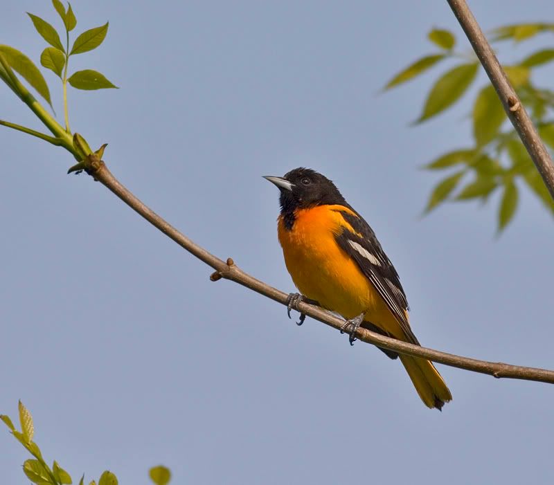 IMAGE: http://i174.photobucket.com/albums/w90/sugarzebra/BOriole2POTN.jpg