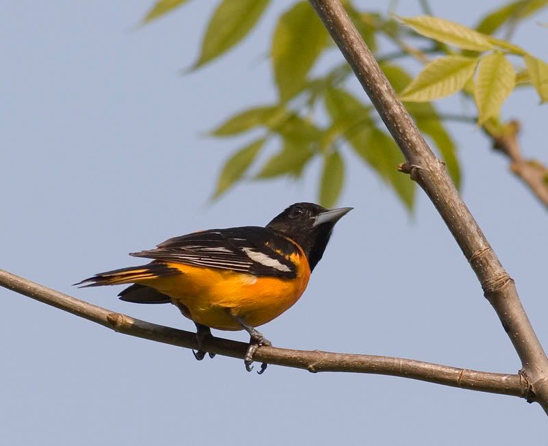 IMAGE: http://i174.photobucket.com/albums/w90/sugarzebra/BOriole3POTN.jpg