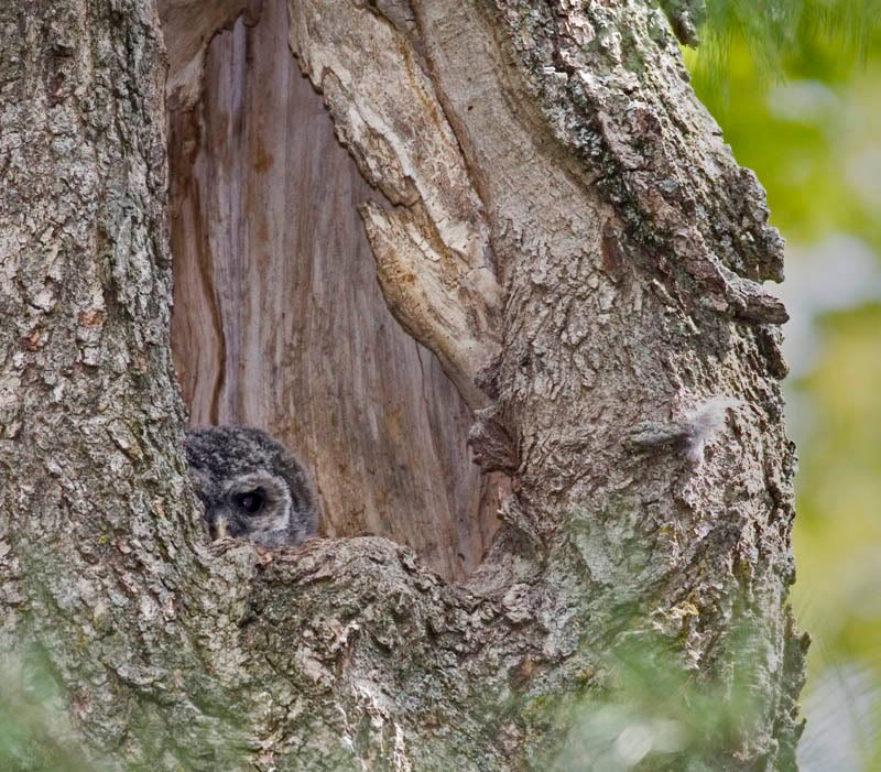 IMAGE: http://i174.photobucket.com/albums/w90/sugarzebra/BarredOwl4POTN.jpg
