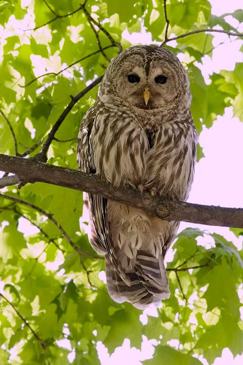 IMAGE: http://i174.photobucket.com/albums/w90/sugarzebra/BarredOwlMom2BPOTN.jpg