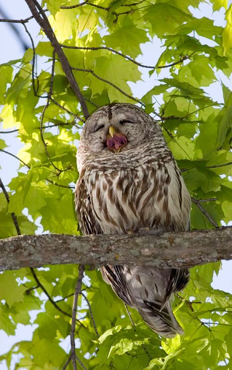 IMAGE: http://i174.photobucket.com/albums/w90/sugarzebra/BarredOwlMom3POTN.jpg