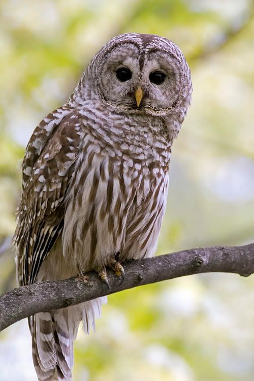 IMAGE: http://i174.photobucket.com/albums/w90/sugarzebra/BarredOwlMomPOTN.jpg
