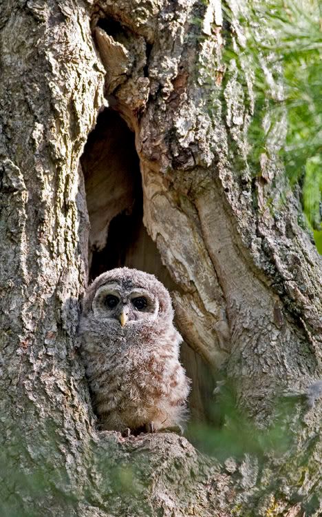IMAGE: http://i174.photobucket.com/albums/w90/sugarzebra/BarredOwlPOTN.jpg