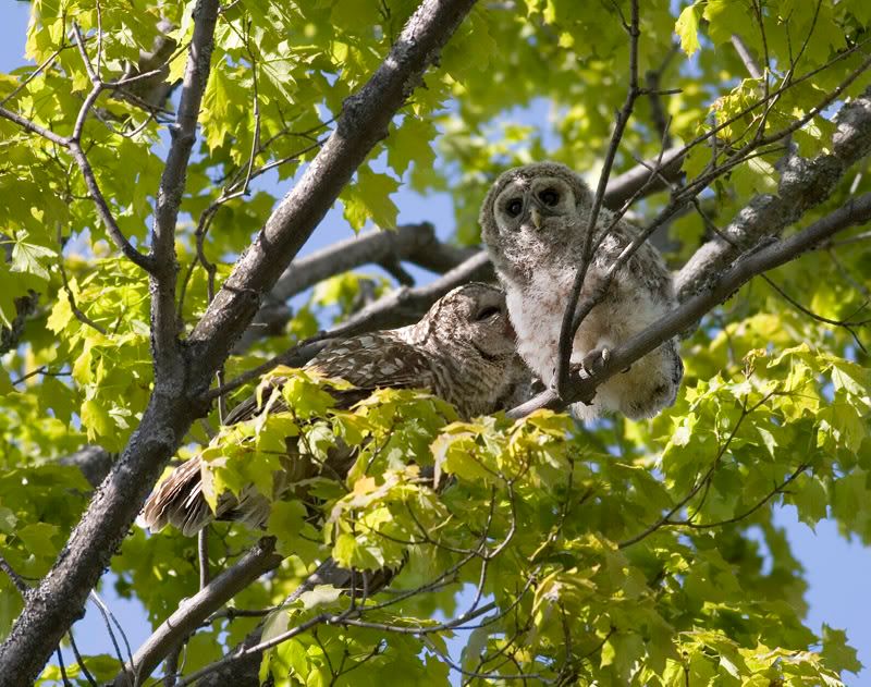 IMAGE: http://i174.photobucket.com/albums/w90/sugarzebra/BarredOwlsPOTN.jpg
