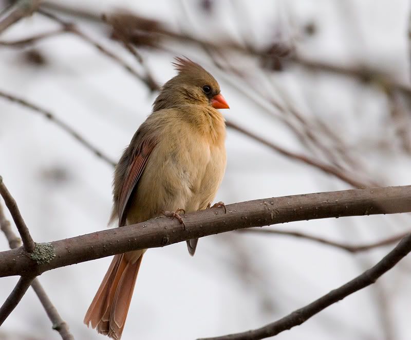 IMAGE: http://i174.photobucket.com/albums/w90/sugarzebra/CardinalFemalePOTN.jpg