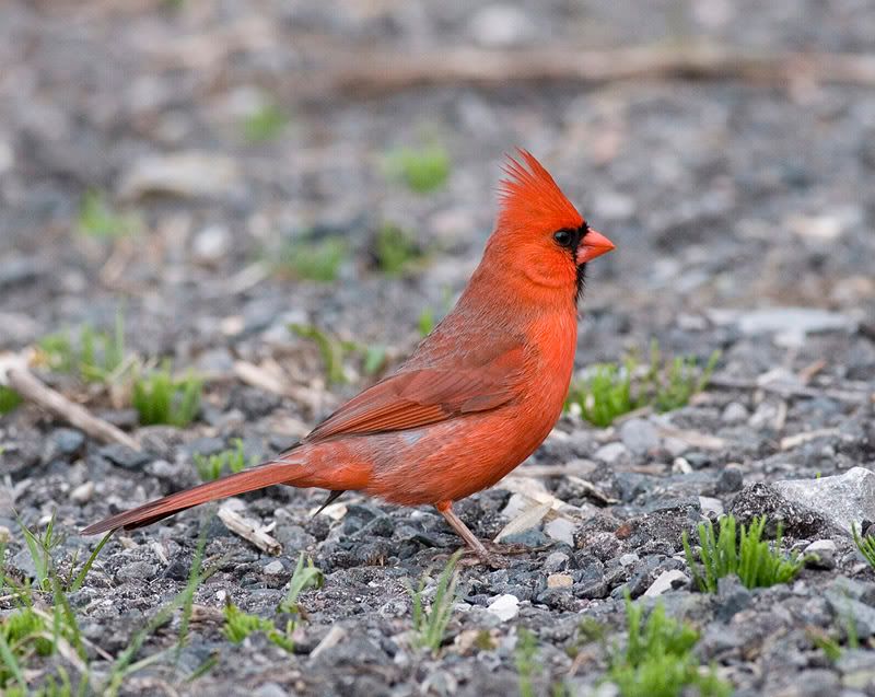 IMAGE: http://i174.photobucket.com/albums/w90/sugarzebra/CardinalPOTN.jpg