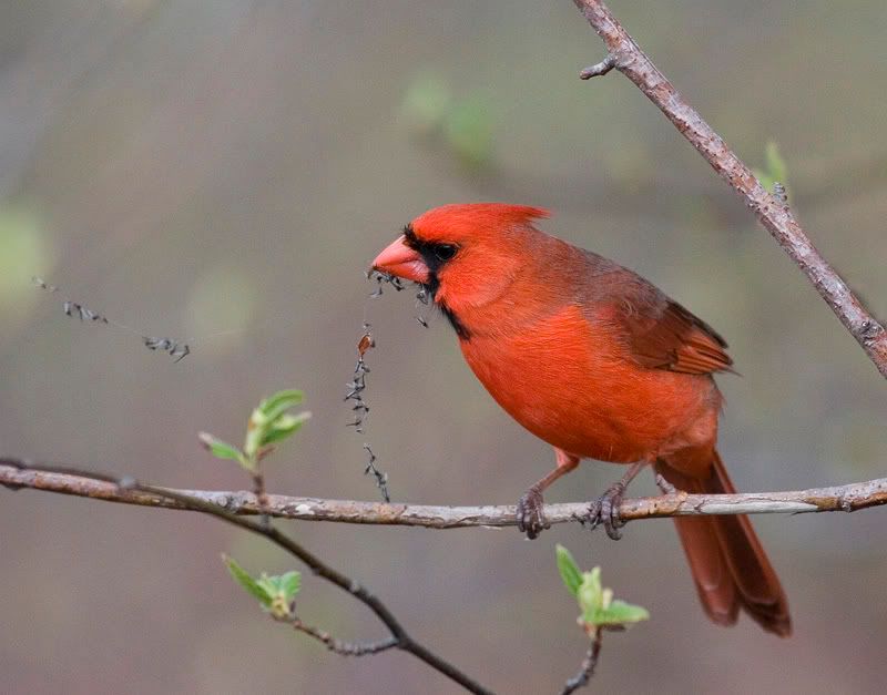 IMAGE: http://i174.photobucket.com/albums/w90/sugarzebra/Cardinalweb2POTN.jpg