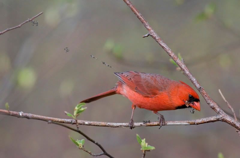 IMAGE: http://i174.photobucket.com/albums/w90/sugarzebra/CardinalwebPOTN.jpg