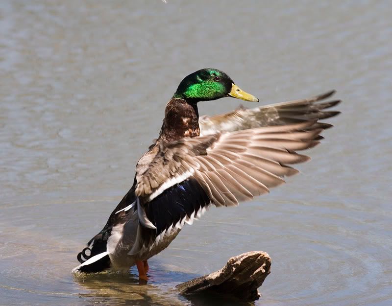 IMAGE: http://i174.photobucket.com/albums/w90/sugarzebra/Conductor2POTN.jpg