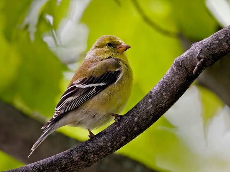 IMAGE: http://i174.photobucket.com/albums/w90/sugarzebra/GoldfinchF2POTN.jpg