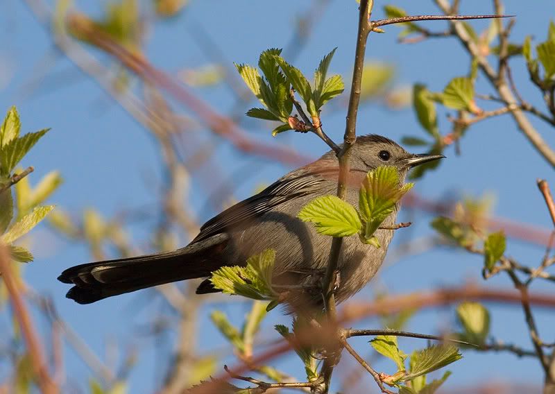 IMAGE: http://i174.photobucket.com/albums/w90/sugarzebra/GreyPOTN.jpg