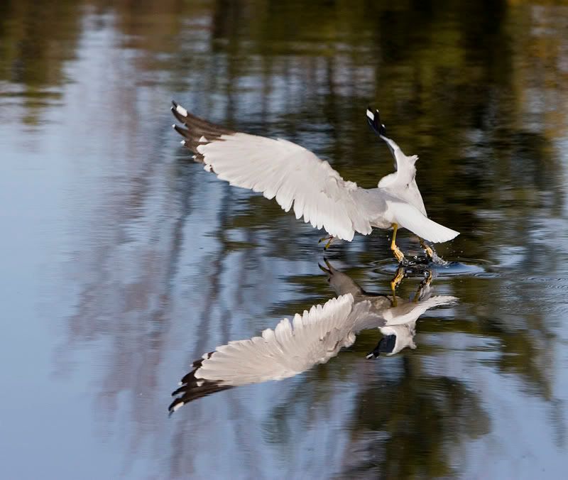 IMAGE: http://i174.photobucket.com/albums/w90/sugarzebra/GullReflectionPOTN.jpg