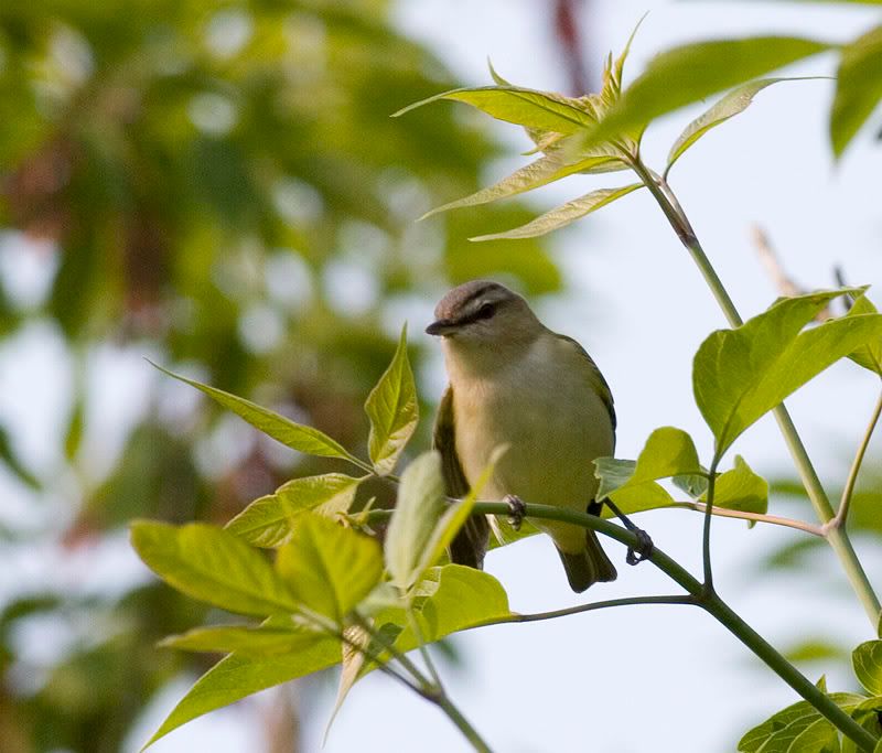 IMAGE: http://i174.photobucket.com/albums/w90/sugarzebra/Notsure2POTN.jpg