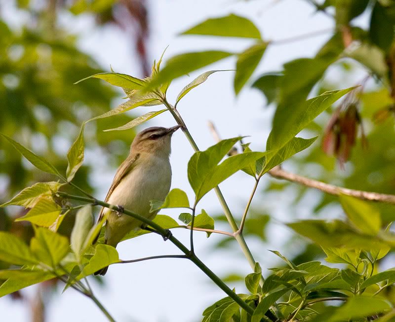 IMAGE: http://i174.photobucket.com/albums/w90/sugarzebra/Notsure3POTN.jpg