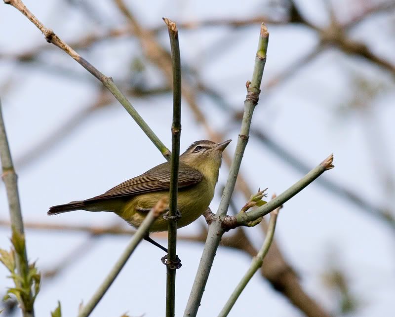 IMAGE: http://i174.photobucket.com/albums/w90/sugarzebra/NotsurePOTN.jpg