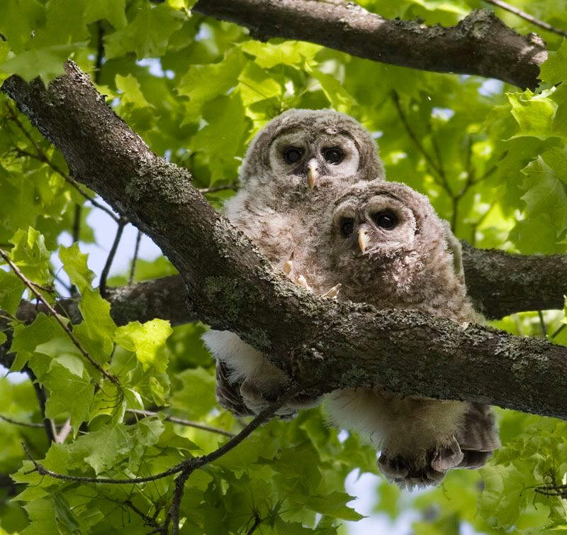 IMAGE: http://i174.photobucket.com/albums/w90/sugarzebra/Owlfledglings2POTN.jpg