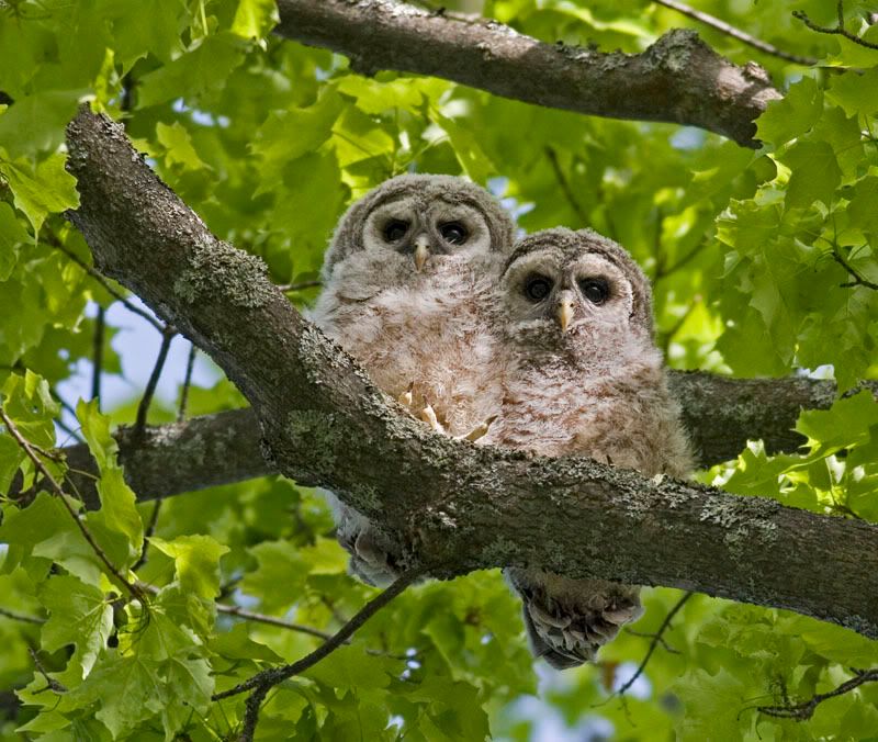 IMAGE: http://i174.photobucket.com/albums/w90/sugarzebra/OwlfledglingsPOTN.jpg