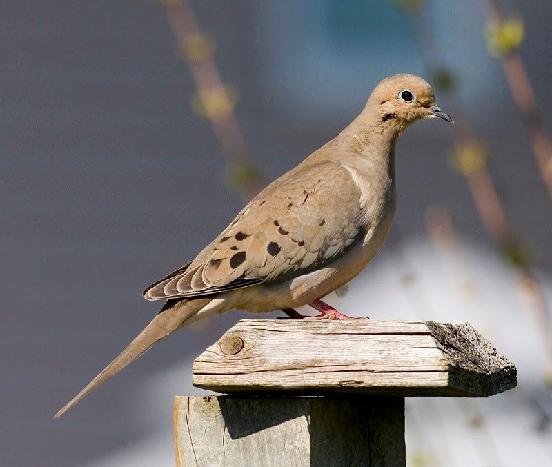 IMAGE: http://i174.photobucket.com/albums/w90/sugarzebra/Pidgeon2POTN.jpg