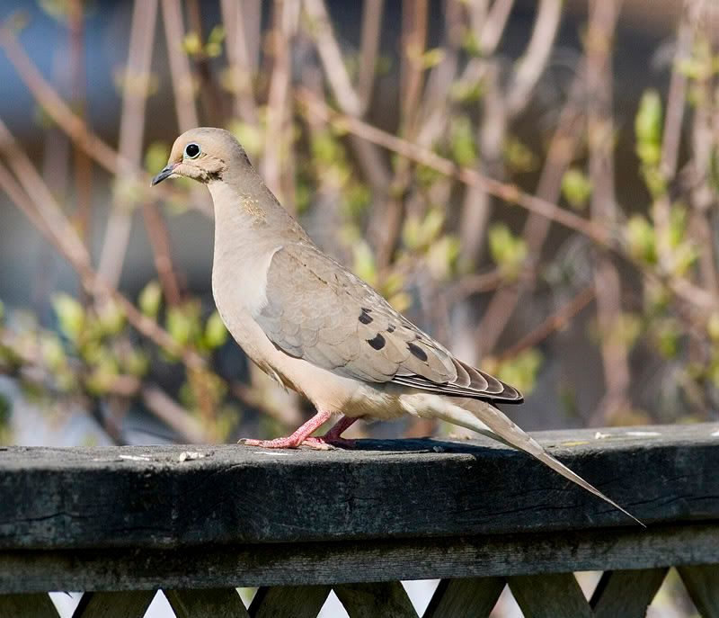 IMAGE: http://i174.photobucket.com/albums/w90/sugarzebra/PidgeonPOTN.jpg