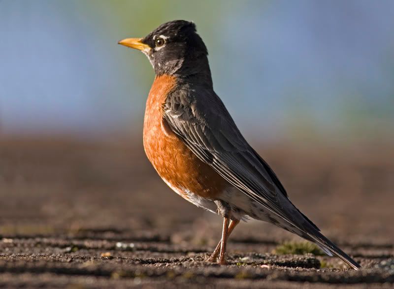 IMAGE: http://i174.photobucket.com/albums/w90/sugarzebra/Robin2POTN.jpg