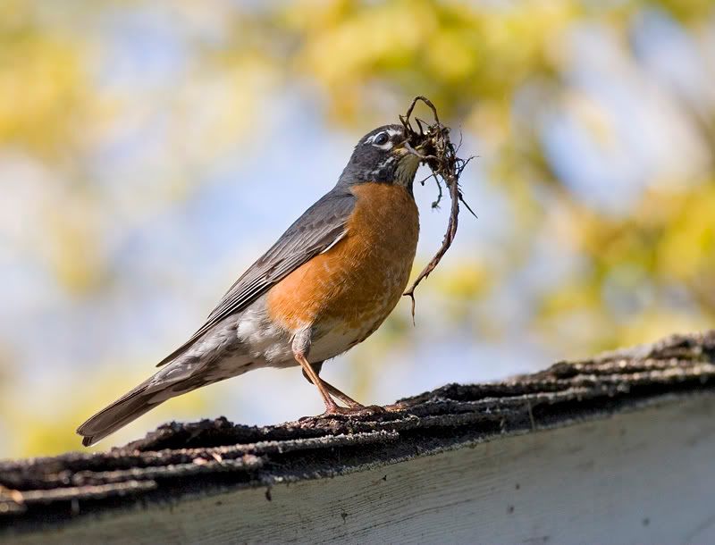 IMAGE: http://i174.photobucket.com/albums/w90/sugarzebra/RobinPOTN.jpg