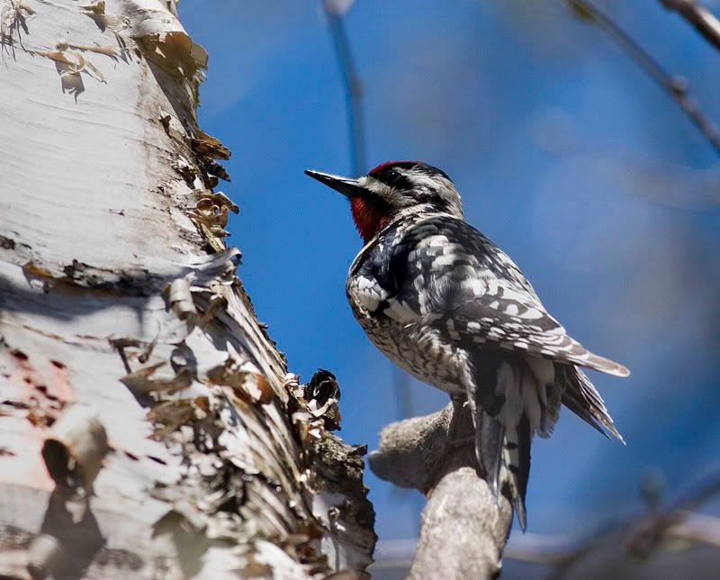 IMAGE: http://i174.photobucket.com/albums/w90/sugarzebra/Sapsucker2POTN.jpg