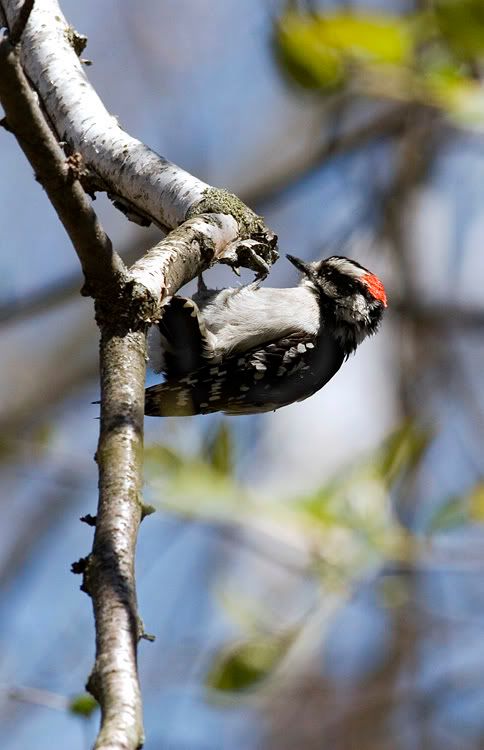 IMAGE: http://i174.photobucket.com/albums/w90/sugarzebra/SapsuckerPOTN.jpg