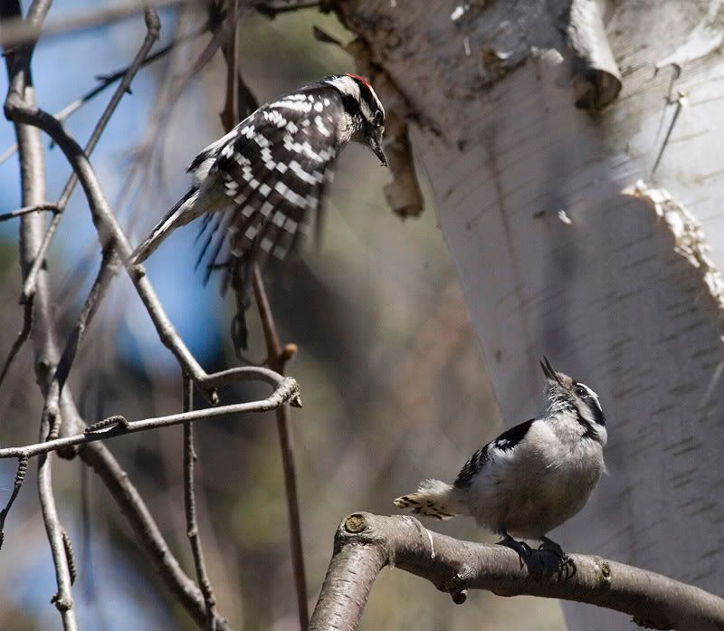 IMAGE: http://i174.photobucket.com/albums/w90/sugarzebra/SapsuckersPOTN.jpg