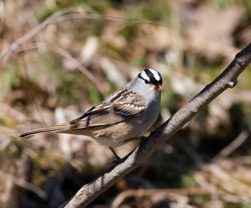 IMAGE: http://i174.photobucket.com/albums/w90/sugarzebra/Sparrow2POTN.jpg