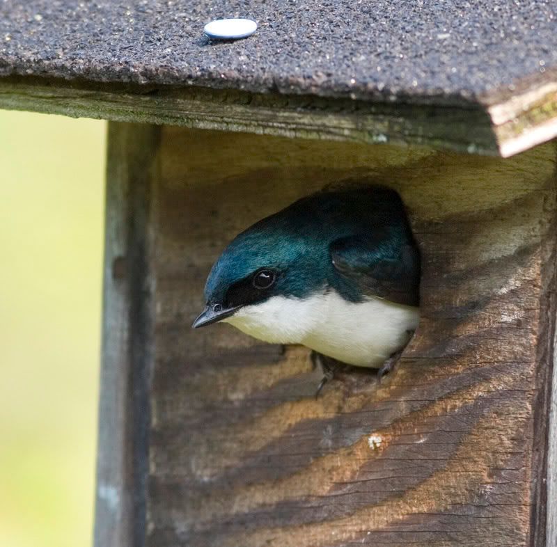 IMAGE: http://i174.photobucket.com/albums/w90/sugarzebra/SwallowPOTN.jpg