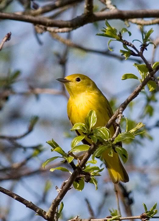 IMAGE: http://i174.photobucket.com/albums/w90/sugarzebra/Warbler5POTN.jpg