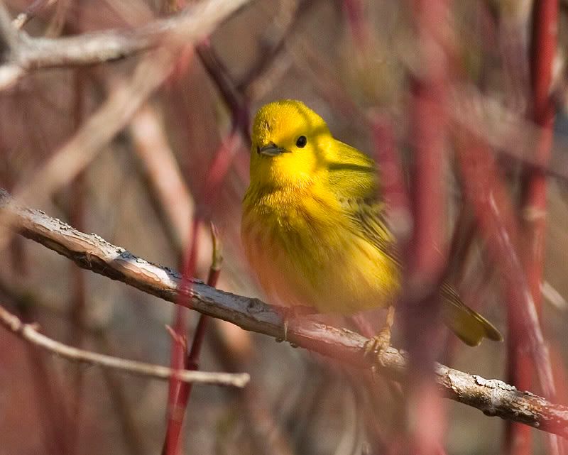 IMAGE: http://i174.photobucket.com/albums/w90/sugarzebra/Warbler6POTN.jpg