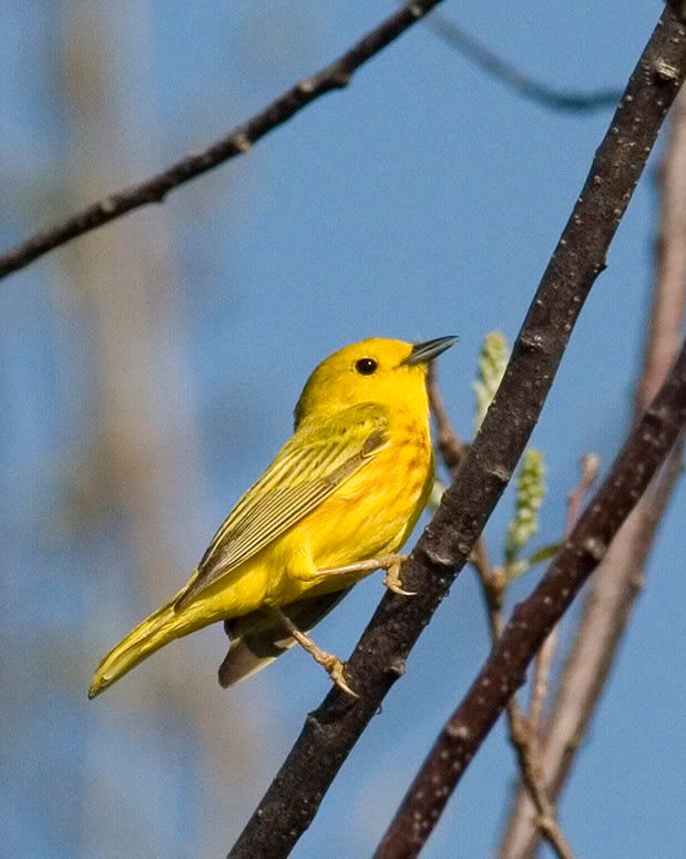 IMAGE: http://i174.photobucket.com/albums/w90/sugarzebra/Warbler7POTN.jpg