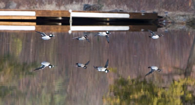 IMAGE: http://i174.photobucket.com/albums/w90/sugarzebra/WhiteducksPOTN.jpg