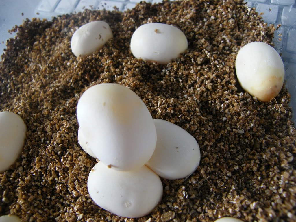 DSCF5969.jpg
