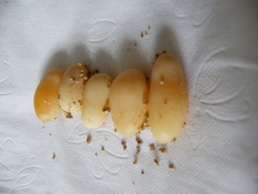 DSCF5970.jpg