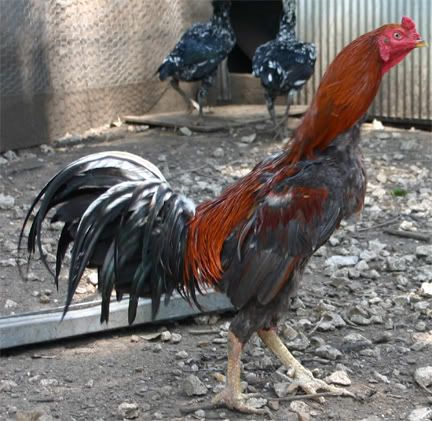 Thai Fighting Chicken
