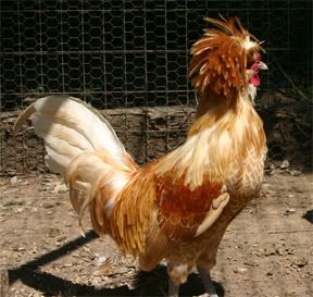 Buff Polish Rooster