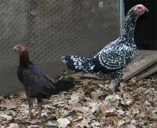 thai shamo gamefowl