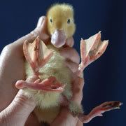 duck.jpg