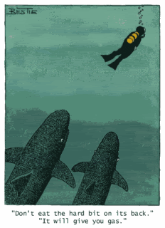 shark.gif