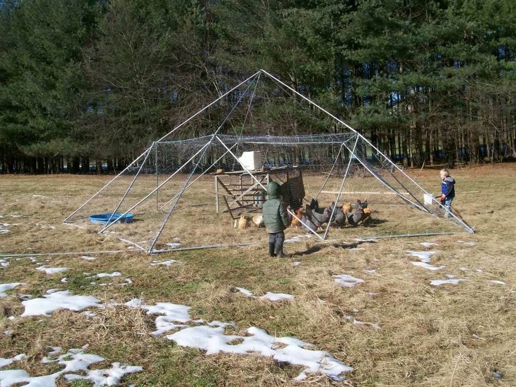 Hawks - Anyway to Make Them Go Away? - Page 3 - Homesteading Today